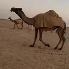 ناقه حايل