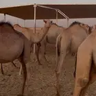 بدأ البيع الان حشو مرابي مربوط له 3 اشهر سمين وجاهز
