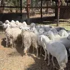 شوهات دفيع للبيع