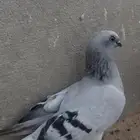 حمام شامي سوري كش
