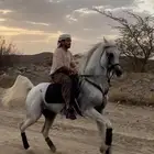 حصان شعبي فاخر