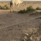 لقحه