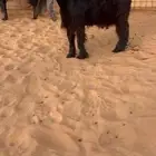 مشروع فحل عارضي