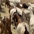 حلال وحواشي مستورده للبيع بالجمله