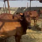 حسلان بلدي حلال نظيف