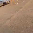 عشرا كفو