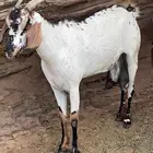 عنزين فواخر حليب وافر جدا(تم البيع )