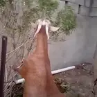 ماعز عليها 2