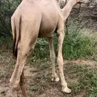 بكره