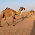 بكره صفرا كفو