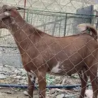 تيس فحل ادهم كلهاري(تم البيع )