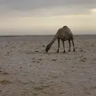 ابل جمله للبيع العدد 35 ابل صفر وفيها شقح ووضح