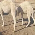 قعودين مبادي ومناسبات