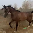مهر