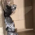 قطط للتبني اعمارهم شهر