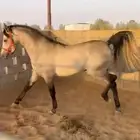 حصان جزيري فاخر