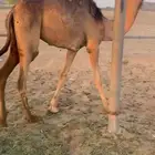 بكره ساحليه