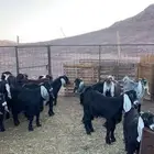 تيوس مخاصي جبره