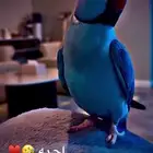 ببغاء دره هولندي ازرق شي نادر بصفاته وحركاته