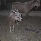ماعز قزم