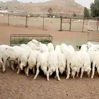 ذبايح طليان ورخال وتيوس شرط اشعره واطراف وفل شحم