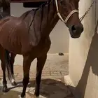 فرس حاضنه (1800 ريال )