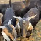 للبيع تيوس طيبه فل شحم العمر 6شهور