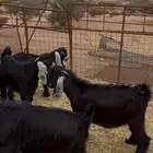 تيوس طيبه