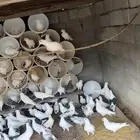 حمام فرنسي للبيع