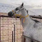 حصان شعبي كفو للبيع