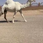 لقحه باتليه كفوو