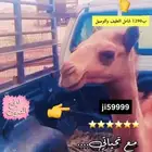 حري وحوار عليه عرض