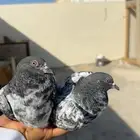 طبات وذكر تيدي