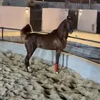 فحل مربط واهو فاخر