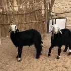 طليان نجد