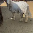 طلي جذع شحم