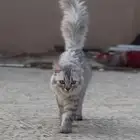 قطة تبني بيش