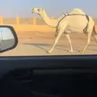 خلفه مسوح وهديه تحتها بكره