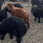 خرفان ورخال طيبه مراح