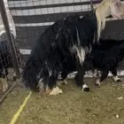 فحل نجدي صنف الصنف