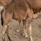 قعود للبيع على حليب امه مقفل شحم الموقع مكه وادي نعمان