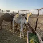 حشو مفريد