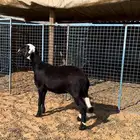 ثنيه ساكنيه مهجنه بنجدي وداافع شرط وجرم طيب .