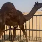 قعود فل كفو مغلق مسكت مجمل للبيع التواصل اتصال