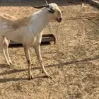 تيس بيشي فاخر مد إنتاج فاخر ما شاء الله تبارك الله