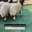 رخال مقنوي