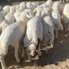 طليان تم البيع