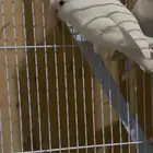 روز تم البيع