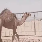 للبيع بكره مفروده حمرا كفو وساسها طيب جدا