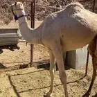 قعود للبيع